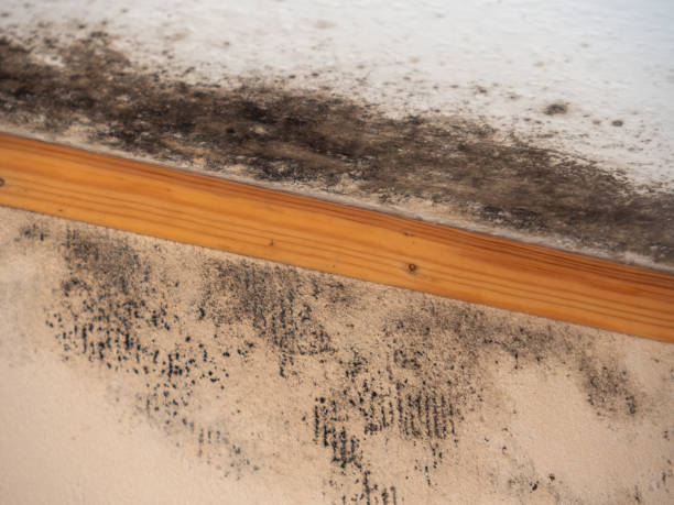 Best Commercial Mold Inspection  in Safety Harbor, FL