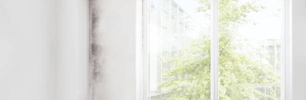 Biohazard Mold Removal in Safety Harbor, FL