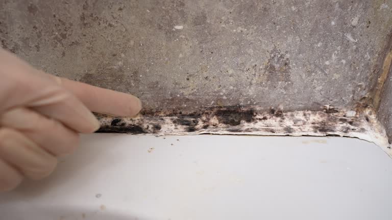Best Attic Mold Removal  in Safety Harbor, FL