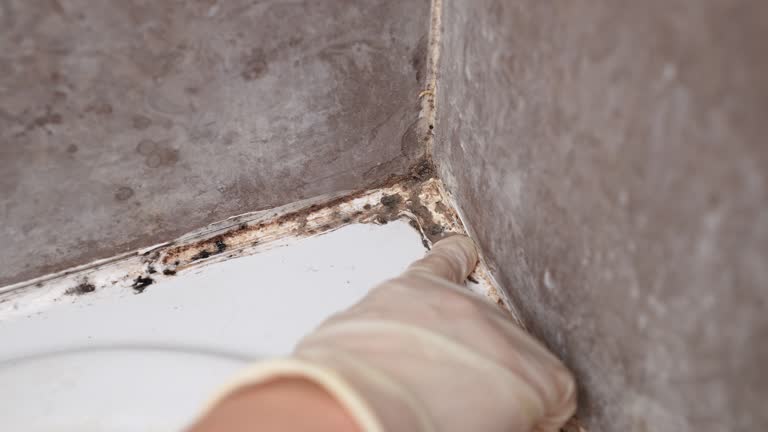 Best Mold-Related Health Consultation  in Safety Harbor, FL