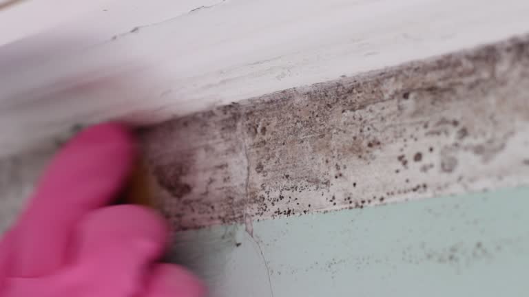 Best Post-Remediation Verification Testing  in Safety Harbor, FL